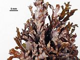 1 - Talli epifiti su Cystoseira compressa